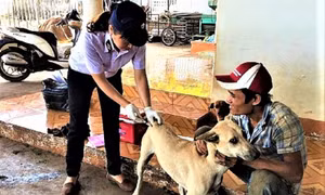 Đắk Lắk tăng cường các biện pháp cấp bách phòng, chống bệnh dại ​