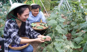 Du khách trải nghiệm du lịch nông trại miệt vườn tại Bến Tre. Ảnh: Huỳnh Phúc Hậu – TTXVN