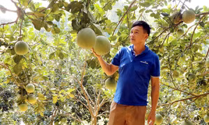 Gương Nông dân Việt Nam xuất sắc: Bệnh tật không quật ngã ý chí