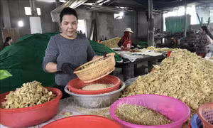 Những mẻ mứt gừng sau khi rang xong được phân loại kĩ càng trước khi đóng gói. Ảnh: Thanh Thủy-TTXVN
