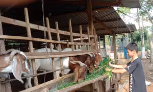 Người nuôi dê ở Bình Phước gặp khó khi giá dê thấp. Ảnh: K GỬIH-TTXVN
