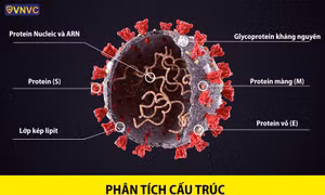 Phát hiện mới về chi tiết cấu trúc của virus SARS-CoV-2