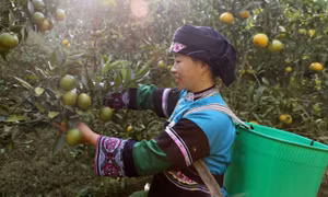Trái ngọt trên vùng "đất thép" Mường Khương