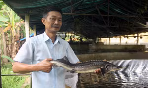 Ông Hà Khắc Sâm - "vua" cá tầm, cá hồi trên đỉnh Pù Rinh. Ảnh: nongnghiep.vn
