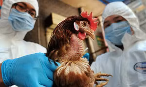 Những cảnh báo ban đầu về khả năng lây lan virus H5N1 ở người