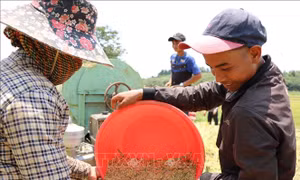 Niềm vui được mùa của đồng bào M’Nông tại bon Pi Nao, xã Nhân Đạo, huyện Đắk R’Lấp, tỉnh Đắk Nông. Ảnh: Hưng Thịnh - TTXVN