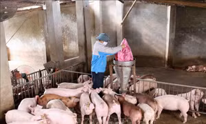 Hộ chăn nuôi lợn Trần Văn Tư, thôn Vàng, thị trấn Bích Động, huyện Việt Yên đầu tư hơn 300 triệu đồng nuôi 30 con lợn nái, đến nay đã cho sinh sản và phát triển tốt, dự kiến từ nay đến cuối năm cung cấp cho thị trường khoảng hơn 30 tấn thịt lợn đảm bảo ch