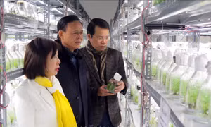 Thứ trưởng Bộ Nông nghiệp và Phát triển nông thôn Hà Công Tuấn thăm khu nuôi cấy mô thuộc Viện nghiên cứu và Phát triển lâm nghiệp - Đại học Nông lâm Thái Nguyên. Ảnh: Trần Trang - TTXVN