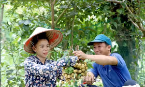 Nhãn Sông Mã - Sơn La vươn ra thị trường quốc tế