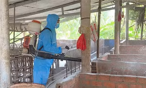 Phun thuốc khử trùng chuồng trại. (Ảnh: TTXVN phát)