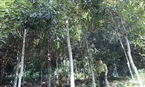 Định Hóa nâng cao chất lượng rừng