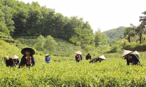 Phát triển vùng sản xuất chè an toàn ở xóm Đồng Tâm, xã Tức Tranh góp phần nâng cao thu nhập và thu hút khách du lịch. Ảnh: Hoàng Nguyên - TTXVN