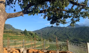 Yêu cầu tạm dừng bê tông hóa điểm ngắm cảnh ở Y Tý