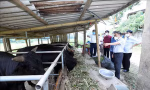 Xã miền núi đặc biệt khó khăn Thiện Long phấn đấu về đích nông thôn mới