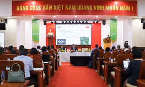 Điểm nghẽn cản trở phát triển chuỗi giá trị lúa gạo