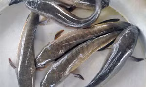 Giá cá lóc ở Trà Vinh ổn định, người nuôi lãi hơn 50 triệu đồng/ha/vụ