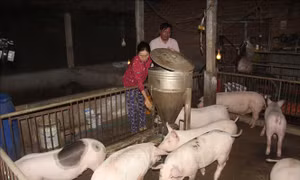 Chị Nguyễn Thị Tâm (huyện Hoài Ân) đã tái đàn từ nguồn vốn vay không lãi suất của UBND tỉnh Bình Định. Ảnh: Tường Quân - TTXVN