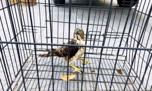 Cá thể trăn đất và chim ưng là các cá thể nằm trong danh mục động vật rừng nguy cấp, quý hiếm nhóm IIB, cần được quản lý bảo vệ chặt chẽ. Ảnh: TTXVN phát