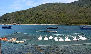 Đổi thay xóm đảo Bích Đầm