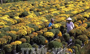 Cúc mâm xôi phục vụ Tết Nguyên đán Tân Sửu ở Làng hoa Sa Đéc. Ảnh: Nguyễn Văn Trí - TTXVN