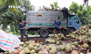 Giá dừa khô tăng cao, nhà vườn ở Trà Vinh phấn khởi