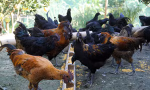 Giống H’Mông được nuôi tại thành phố Hà Giang. Ảnh: Nam Thái – TTXVN