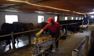 Hiệu quả kinh tế từ nuôi bò thịt