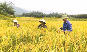 Nếp “Gà Gáy” không được gặt bằng liềm hay máy mà được người dân Mỹ Lung thu hoạch từng bông bằng tay. Ảnh: lmhtx.phutho.gov.vn