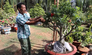 Ông Mai ghép sứ cảnh. Ảnh: Minh Trí – TTXVN