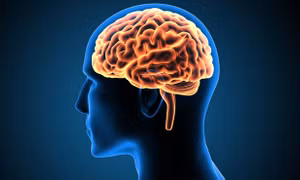 Khám phá bí mật bộ não con người với "World of Mind"