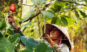Điều được đầu tư theo hướng hữu cơ đang cho giá trị kinh tế cao tại Bình Phước. Ảnh: binhphuoc.gov.vn