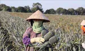 Người dân thôn Bãi Sải, xã Quang Sơn, thành phố Tam Điệp, thu hoạch dứa. Ảnh: Đức Phương - TTXVN