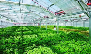 Thành lập Khu nông nghiệp ứng dụng công nghệ cao Thái Nguyên