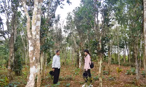 Một vườn chè cổ thụ đặc trưng ở vùng Cùa, thuộc xã Cam Chính, huyện Cam Lộ. Nguồn: quangtritv.vn