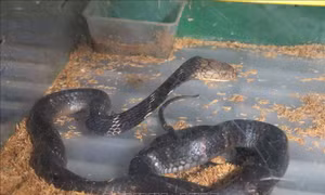 Rắn hổ mang chúa do Công an xã Chi Khê (huyện Con Cuông, Nghệ An) phát hiện, bắt giữ đang được cứu hộ tại Vườn Quốc gia Pù Mát, Nghệ An. Ảnh: TTXVN/phát