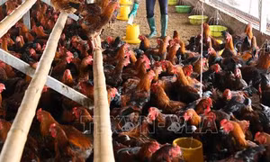 Khánh Hòa giám sát chặt dịch bệnh gia súc, gia cầm khi thời tiết trở lạnh