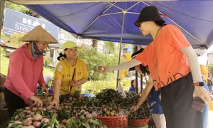 Mận Tam hoa vào vụ thu hút khách du lịch