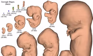 Xây dựng mô hình 3D phôi thai người mới 2 đến 3 tuần tuổi