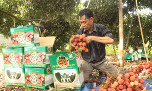 Tỉnh Hưng Yên hiện có khoảng 230 ha trồng vải trứng tập trung chủ yếu ở huyện Phù Cừ và Ân Thi. Giá vải trứng bán tại vườn từ 100 - 150 nghìn đồng/kg. Ảnh: Mai Ngoan - TTXVN