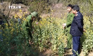 Lai Châu: Phát hiện, phá nhổ cây thuốc phiện được trồng xen lẫn rau cải