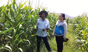 Những ruộng bắp xanh tốt nhờ chuyển đổi sản xuất phù hợp ở xã Thuận Hòa, huyện Hàm Thuận Bắc. Ảnh: baobinhthuan.com.vn