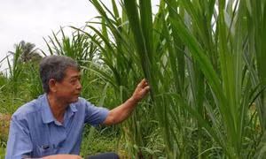 Trà Vinh chuyển hơn 650 ha đất mía sang trồng cỏ nuôi bò cho thu nhập cao
