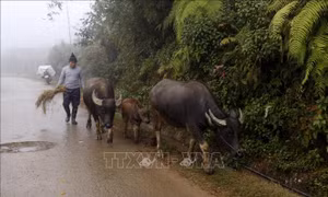 Người dân vùng cao thị xã Sa Pa chủ động di chuyển đàn trâu xuống vùng thấp chống rét. Ảnh: Quốc Khánh - TTXVN