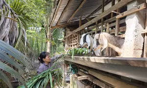 Tín dụng chính sách – chìa khóa giảm nghèo bền vững của người dân Bến Tre