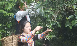 Lai Châu: Biến món quà quý từ thiên nhiên thành sản phẩm chủ lực