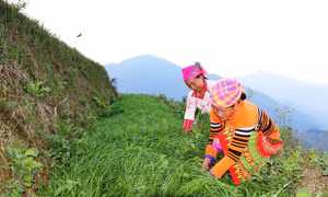 Đổi thay nơi vùng biên Lao Chải