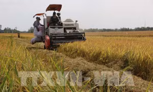 Liên kết tiêu thụ lúa tăng thêm lợi nhuận từ 3 - 4 triệu đồng/ha/vụ