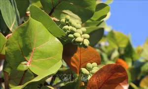 Độc đáo những chiếc đĩa thân thiện với môi trường từ lá nho biển