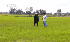 Sóc Trăng có nhiều giải pháp hạn chế rủi ro vụ lúa Hè Thu