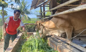 Trao sinh kế để người dân thoát nghèo bền vững ở Phú Yên